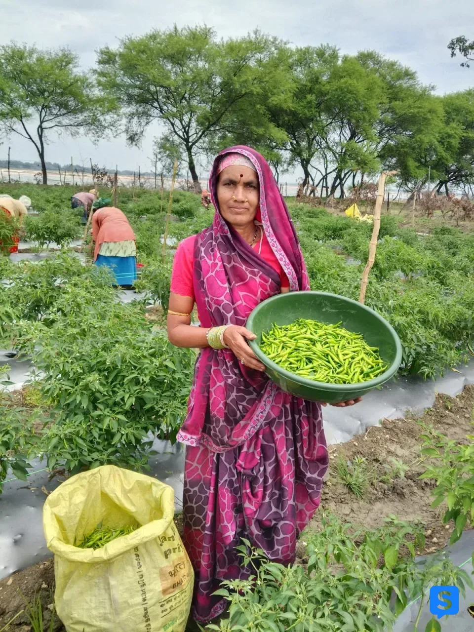 सारंगढ़-बिलाईगढ़ : मिर्च की खेती से दशमत साहू की बदली जिंदगी